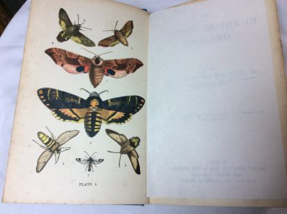 The Common Moths of England - Image 3