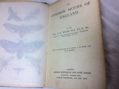 The Common Moths of England - Image 4