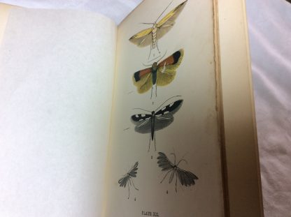 The Common Moths of England - Image 5