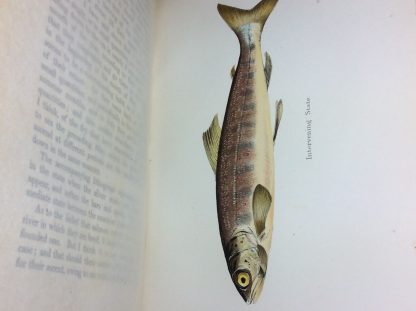 Days and Nights of Salmon Fishing in the Tweed. With a Short Account of the Natural History and Habits of the Salmon, Instructions to Sportsmen, Anecdotes, Etc. - Image 4