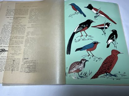 Bird Life in Ceylon - Image 3