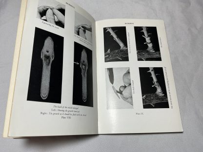 Roses - The Cultivation Of The Rose - Image 2