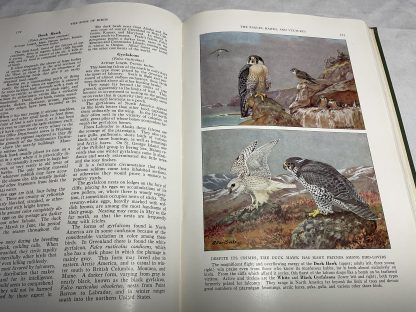 The Book of Birds, Volume 1: Diving Birds, Ocean Birds, Swimmers, Wading Birds, Wild Fowl, Birds of Prey, Game Birds, Shore Birds, Marsh Dwellers, and Birds of Northern Seas - Image 3