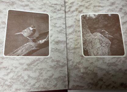 The Birds of the British Isles and Their Eggs: First  Series - Image 2