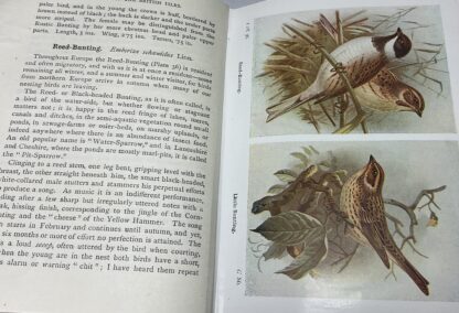 The Birds of the British Isles and Their Eggs: First  Series - Image 5