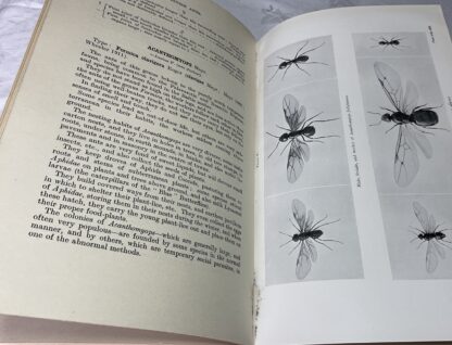 British Ants: Their Life-History And Classification [Second Edition, revised and enlarged] - Image 3