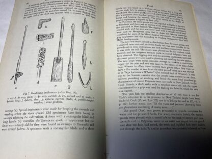 The Coming of the Maori - Image 3