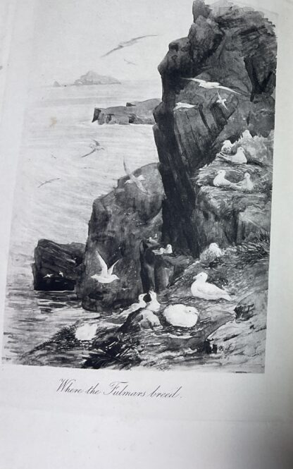 St. Kilda - Image 2