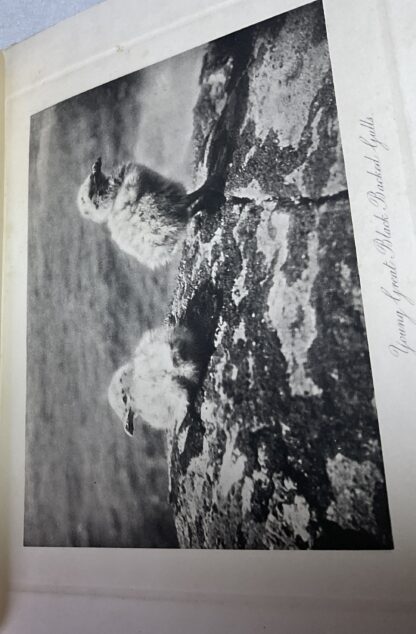 St. Kilda - Image 3