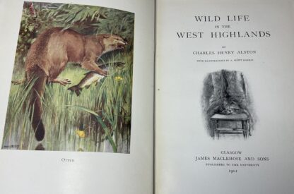 Wild Life In the West Highlands - Image 3
