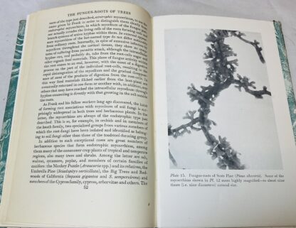 Trees and Toadstools - Image 2