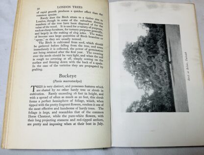 London Trees. Being An Account Of The Trees That Succeed In London, With A Descriptive Account Of Each Species And Notes On Their Comparative Value: To Where The Finest London Trees May Be Seen - Image 3