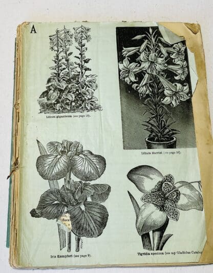 Thomas S. Ware's Spring Catalogue [plants] - Image 2