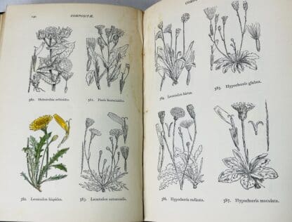 Illustrations of the British Flora: A Series of Wood Engravings, with Dissections, of British Plants. [4th edition] - Image 3
