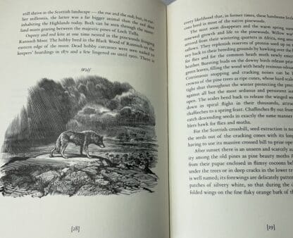 Pinewoods of the Black Mount - Image 3