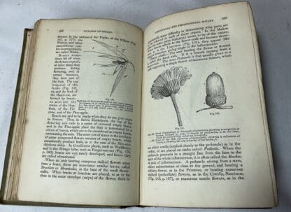 Outlines of Botany: Being an introduction to the study of the structure, functions, classification and distribution of plants - Image 4