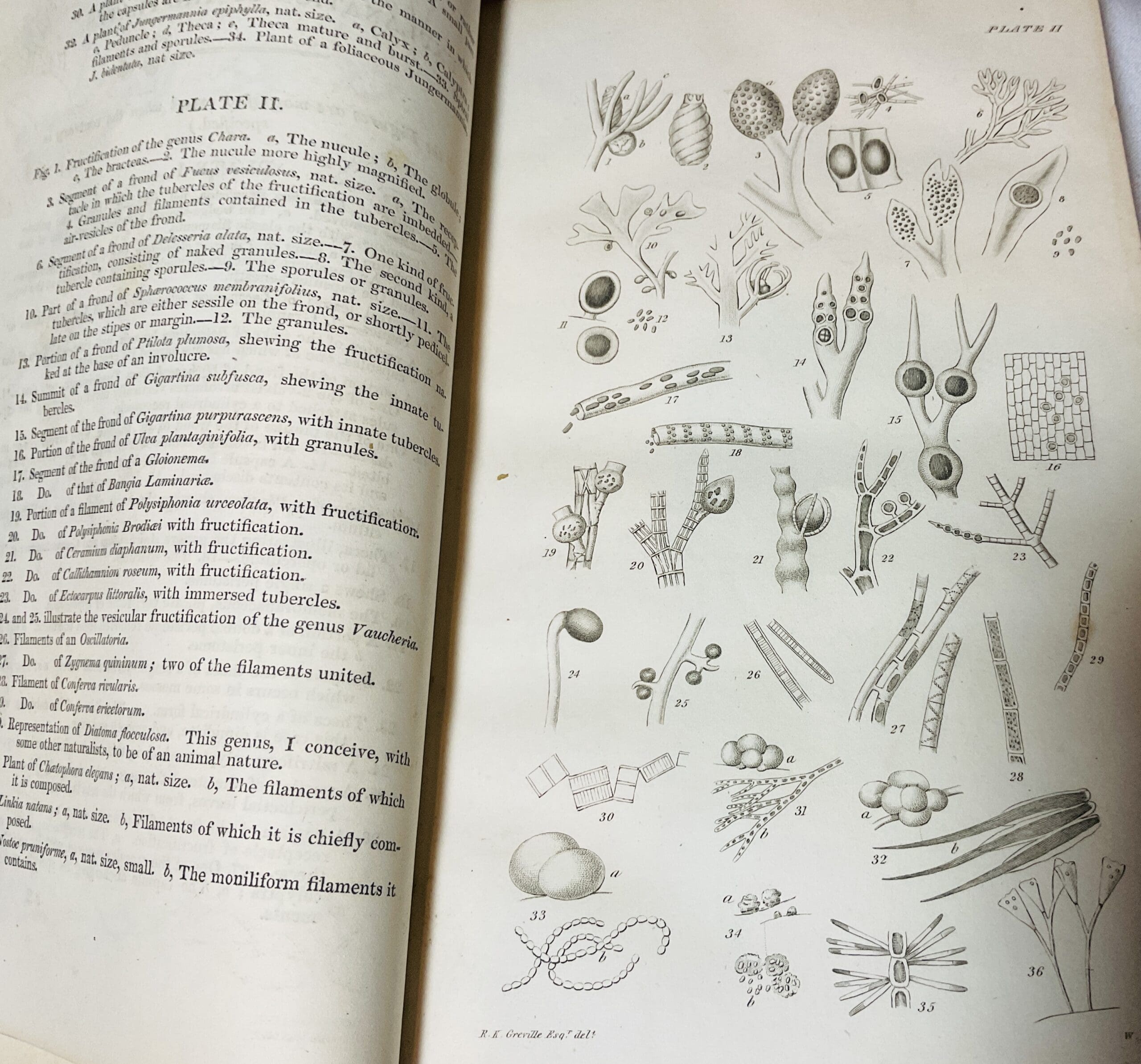 Flora Edinensis: or, A Description of Plants Growing Near Edinburgh, Arranged According to the Linnean System with A Concise Introduction to the Natural Orders of the Class Cryptogamia - Image 4